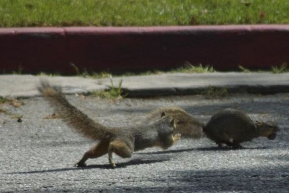 funny fighting squirrels 07 in Kung Fu Fighting Squirrels