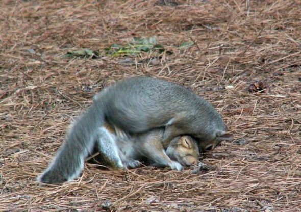 funny fighting squirrels 10 in Kung Fu Fighting Squirrels