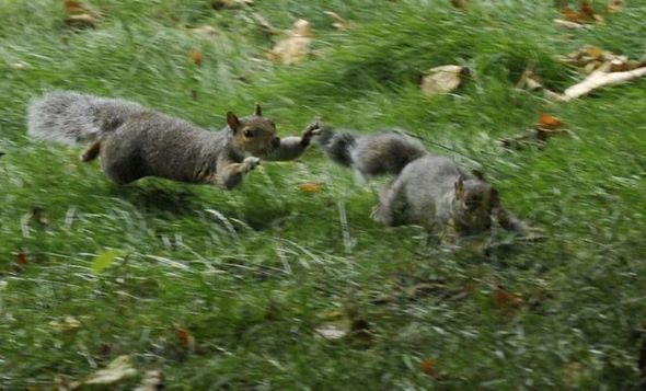 funny fighting squirrels 12 in Kung Fu Fighting Squirrels