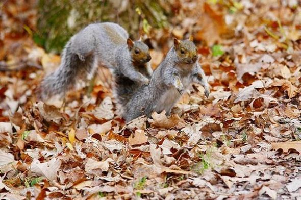 funny fighting squirrels 15 in Kung Fu Fighting Squirrels