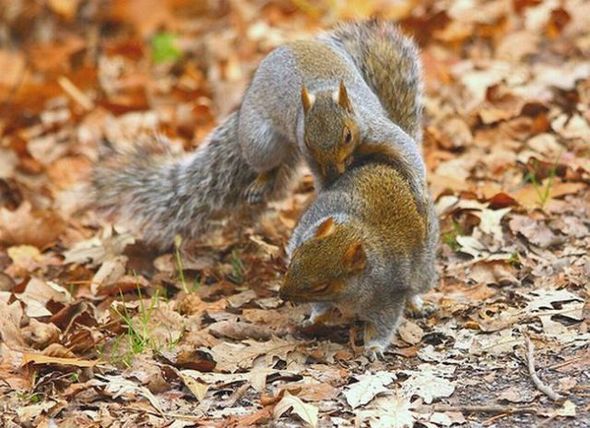 funny squirrels. funny-fighting-squirrels-