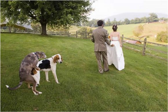 Funny Weddings photos