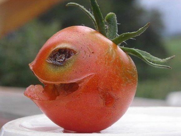Funniest food creation photo
