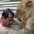Crazy swim with a lion