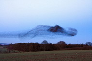 starling swarm in Unbelievable natural phenomenon