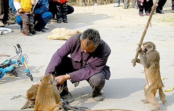 When animals attack: Beware of nature