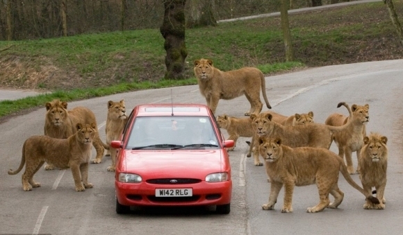 When animals attack: Beware of nature