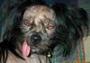 The Ugliest Dog in the World: Contest Winners