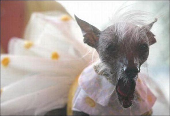 Ugliest Dog in the  World Contest Winner