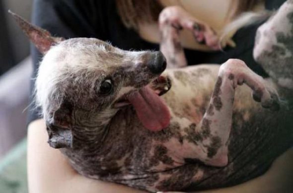 ugliest dog in the world 03 in The Ugliest Dog in the World: Contest Winners