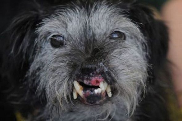 Ugliest Dog in the
 World Contest Winner