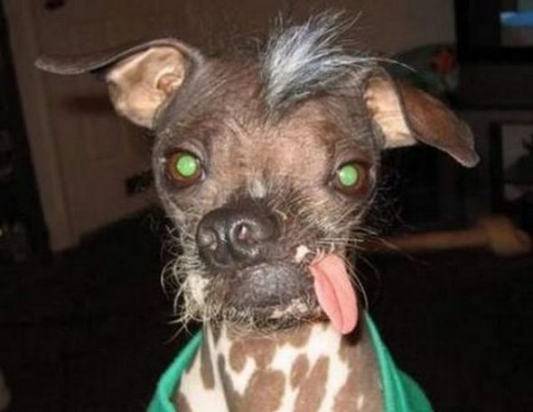 Ugliest Dog in the World Contest Winner