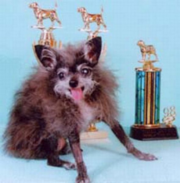 Ugliest Dog in the
 World Contest Winner