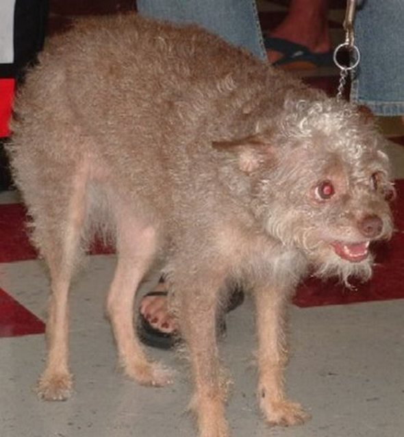 Ugliest Dog in the World Contest Winner