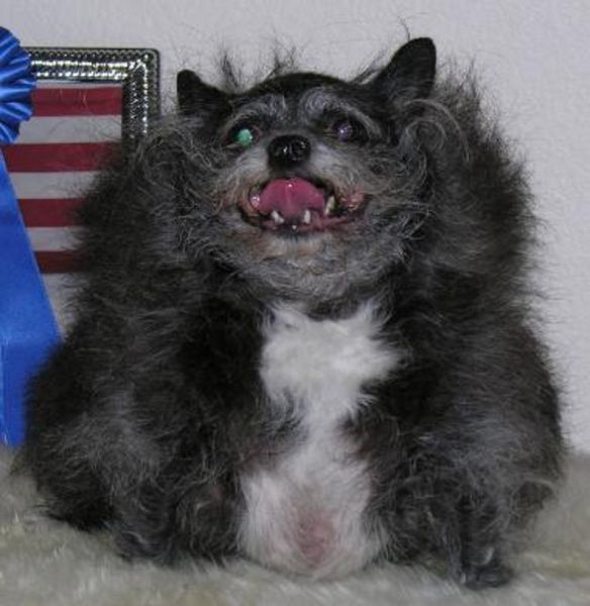 Ugliest Dog in the World Contest Winner