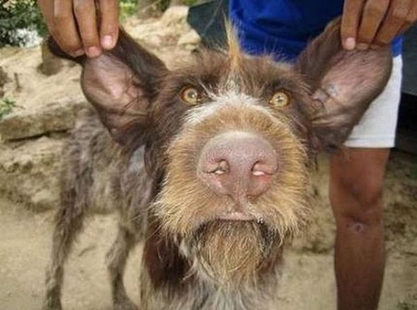 Ugliest Dog in the World Contest Winner
