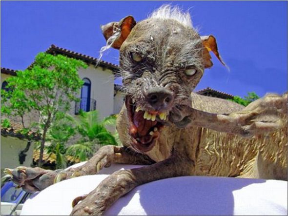 Ugliest Dog in the  World Contest Winner