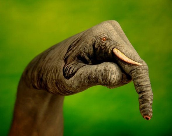 Amazing Example of Creative Animal Hand Painting