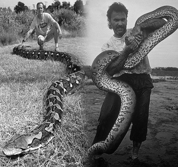 anaconda in Wrestling a 20 foot Anaconda under Water