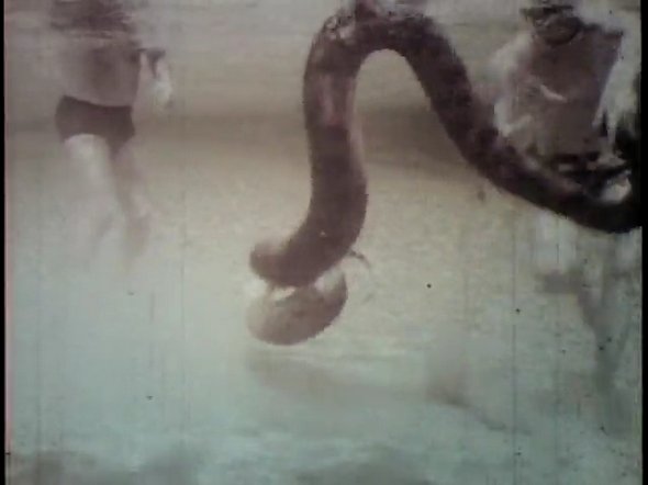 Wrestling a 20-foot Anaconda in Swimming Pool