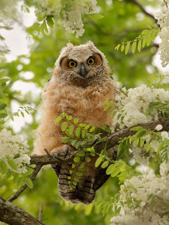 Sky hunters: Birds of Prey