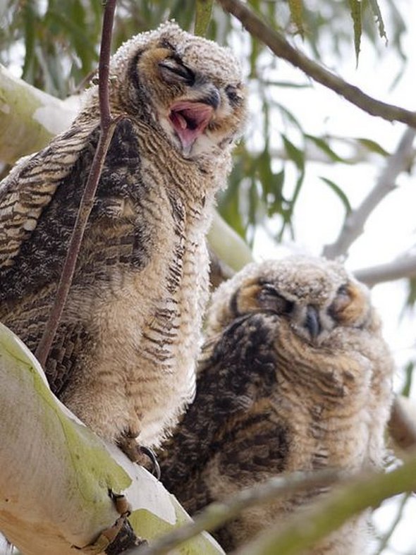 Sky hunters: Birds of Prey