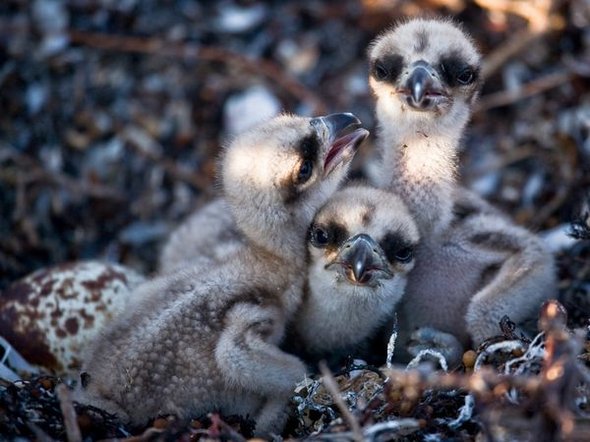 Sky hunters: Birds of Prey