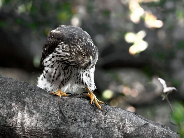 Sky hunters: Birds of Prey