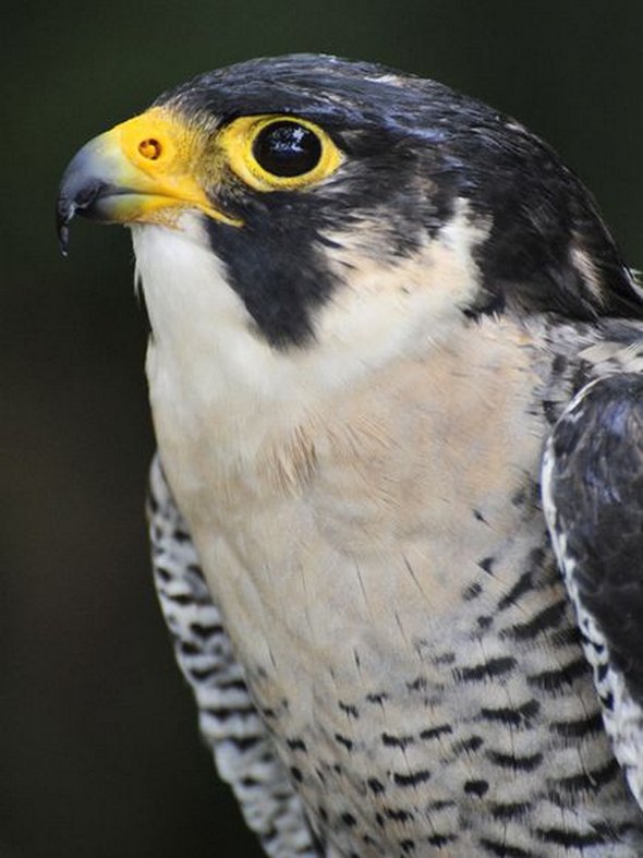 birds of prey 10 in Enormous Sky hunters: Birds of Prey