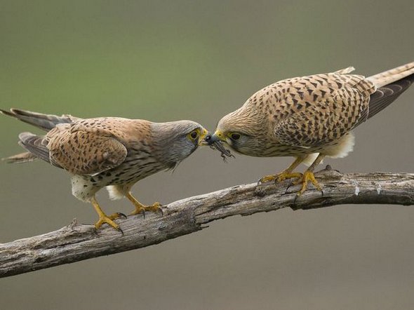 Sky hunters: Birds of Prey