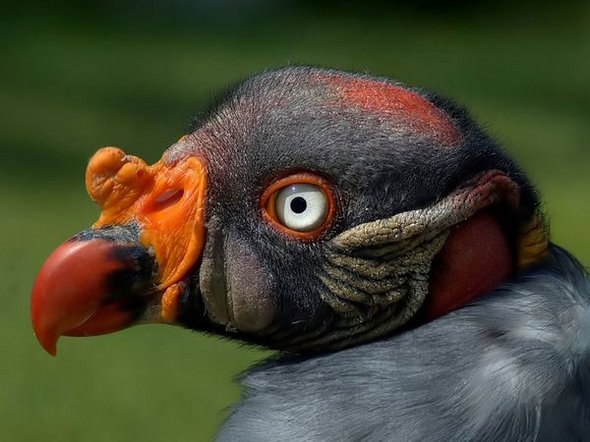 Sky hunters: Birds of Prey