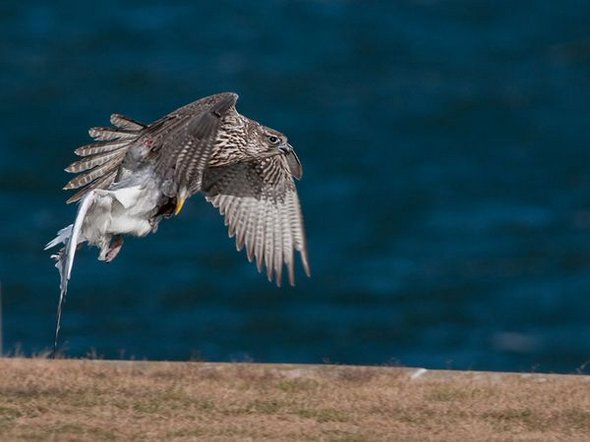 Sky hunters: Birds of Prey