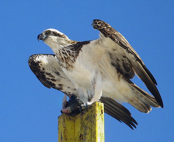 Sky hunters: Birds of Prey