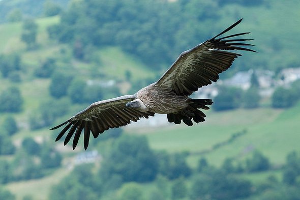 Sky hunters: Birds of Prey