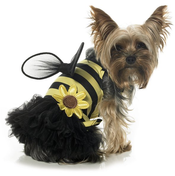 Crazy Halloween Dog Costume Ideas