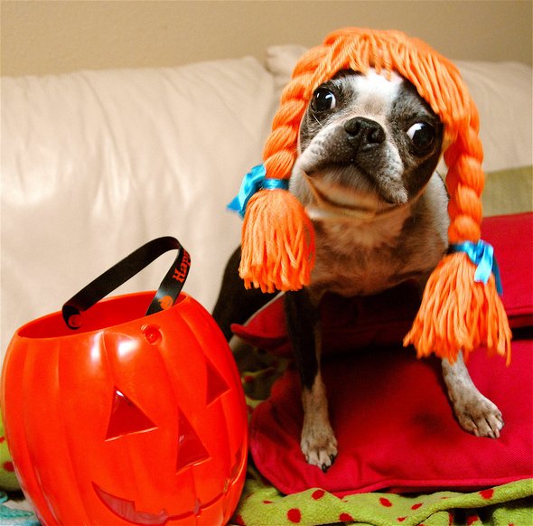 crazy dog costume ideas 22 in Crazy Halloween Dog Costume Ideas
