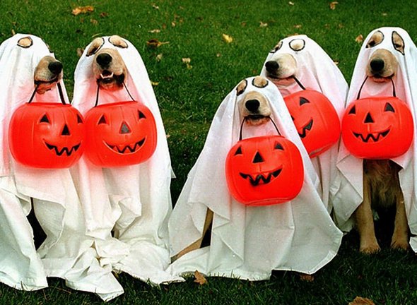 crazy dog costume ideas 28 in Crazy Halloween Dog Costume Ideas