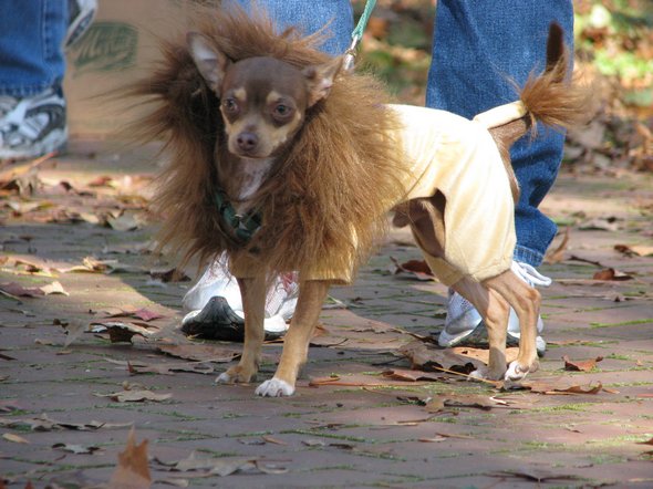 crazy dog costume ideas 29 in Crazy Halloween Dog Costume Ideas