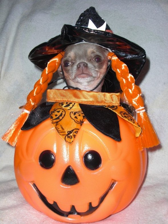 crazy dog costume ideas 35 in Crazy Halloween Dog Costume Ideas
