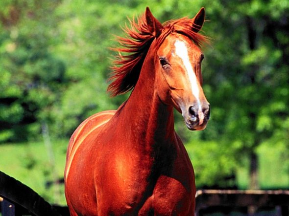 galloping horse paintings 07 in 31 Amazing Galloping Horses Paintings