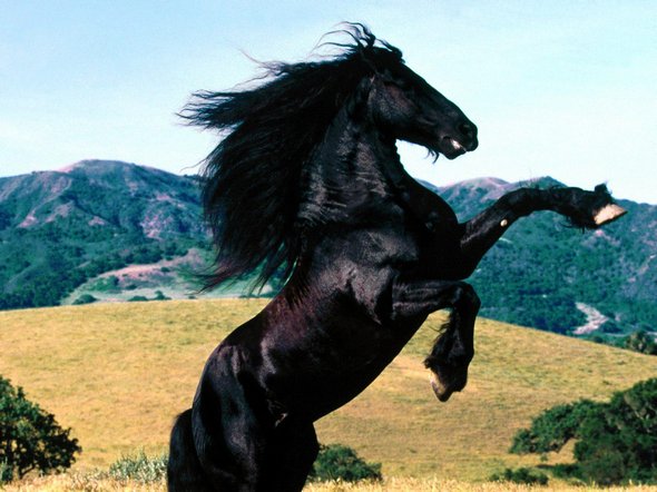 Images Of Horses Galloping. 31 Amazinig Galloping Horse