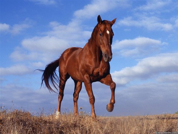 31 Amazinig Galloping Horse Paintings