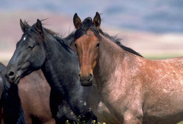 31 Amazinig Galloping Horse Paintings