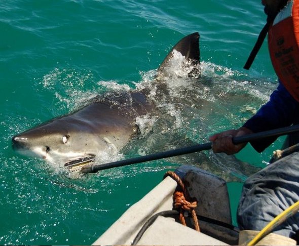 great white sharks hunting 08 in Great White Shark Hunting: Fearsome Predator in Action