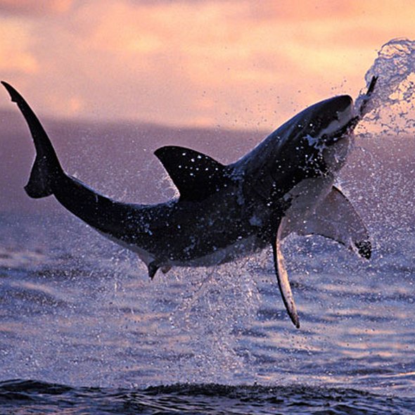 great white sharks hunting 10 in Great White Shark Hunting: Fearsome Predator in Action