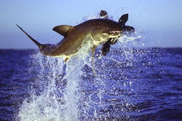 great white sharks hunting 12 in Great White Shark Hunting: Fearsome Predator in Action