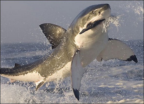 great white sharks hunting 13 in Great White Shark Hunting: Fearsome Predator in Action