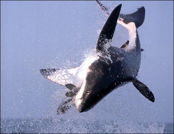 great white sharks hunting 14 in Great White Shark Hunting: Fearsome Predator in Action