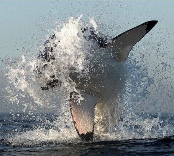 great white sharks hunting 16 in Great White Shark Hunting: Fearsome Predator in Action