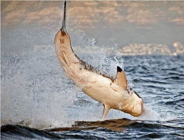 great white sharks hunting 17 in Great White Shark Hunting: Fearsome Predator in Action